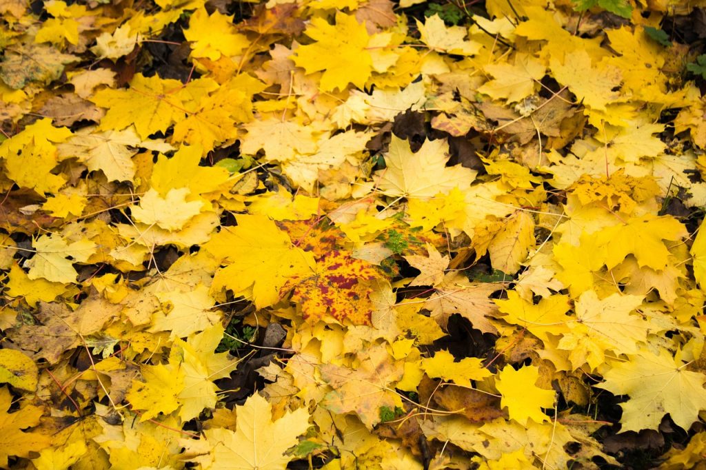 Las mejores botas para el otoño: estilo y funcionalidad